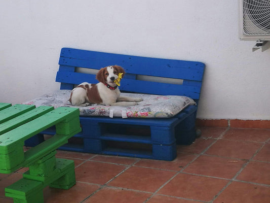 The Lifespan of a Dog Bed