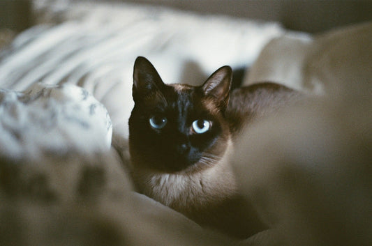 Tonkinese Cats
