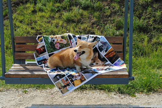 What Colors Can Dogs See