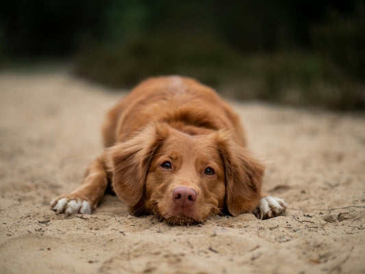 What is Dog Splooting