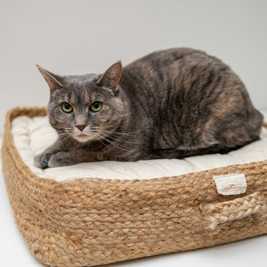 What kind of bed do cats like best
