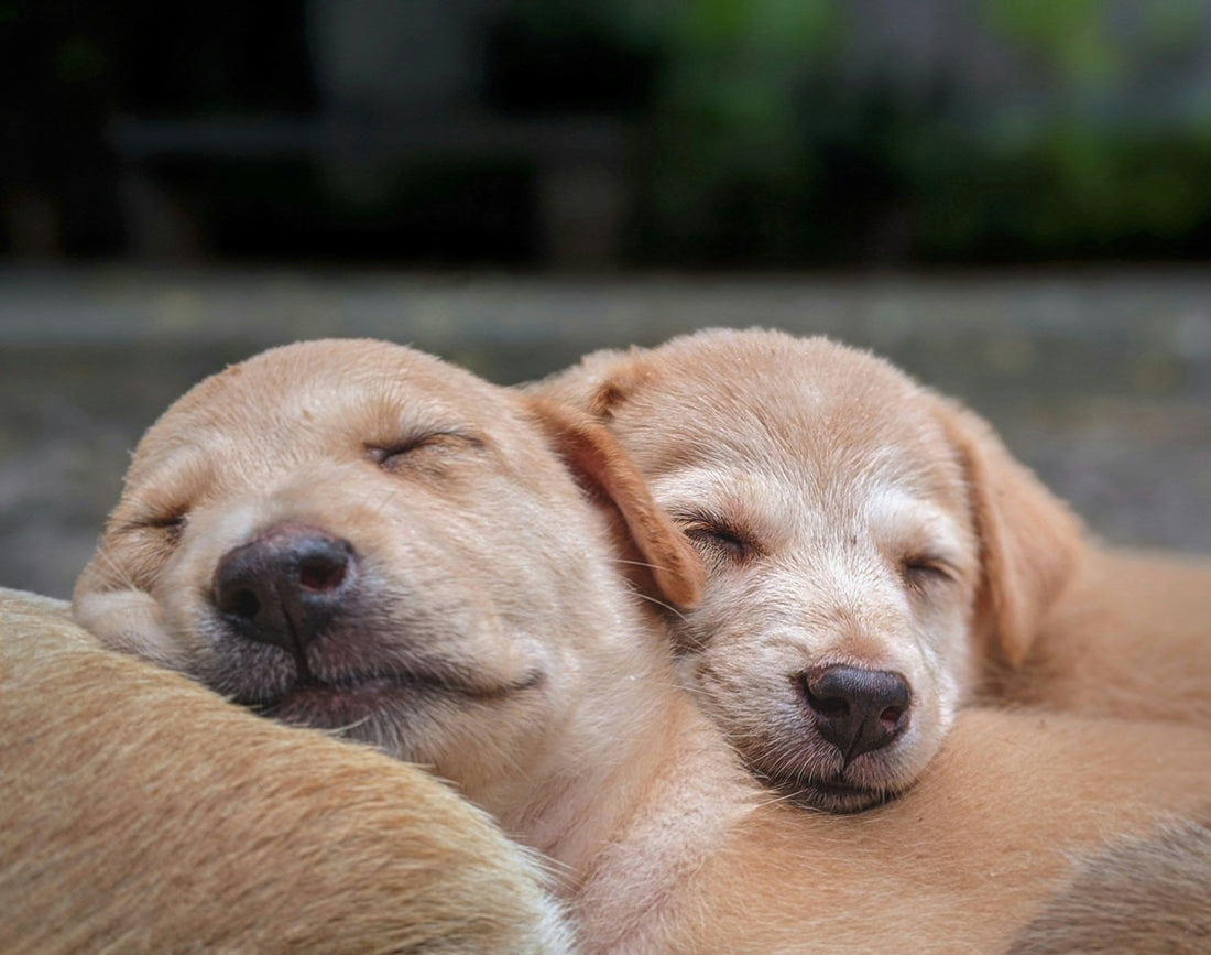 Where Should a Dog Sleep at Night