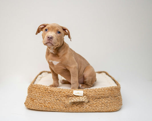 Where is the Best Place to Put a Dog Bed