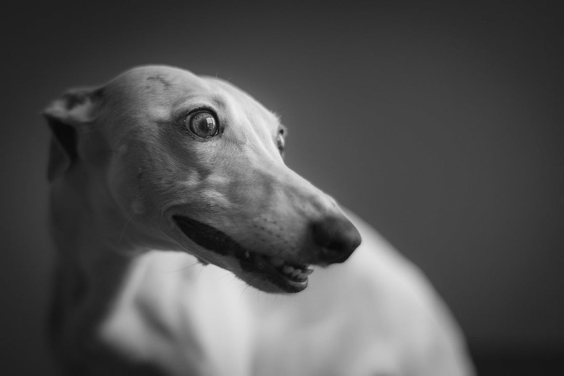 Whippets Dog Breed in Australia