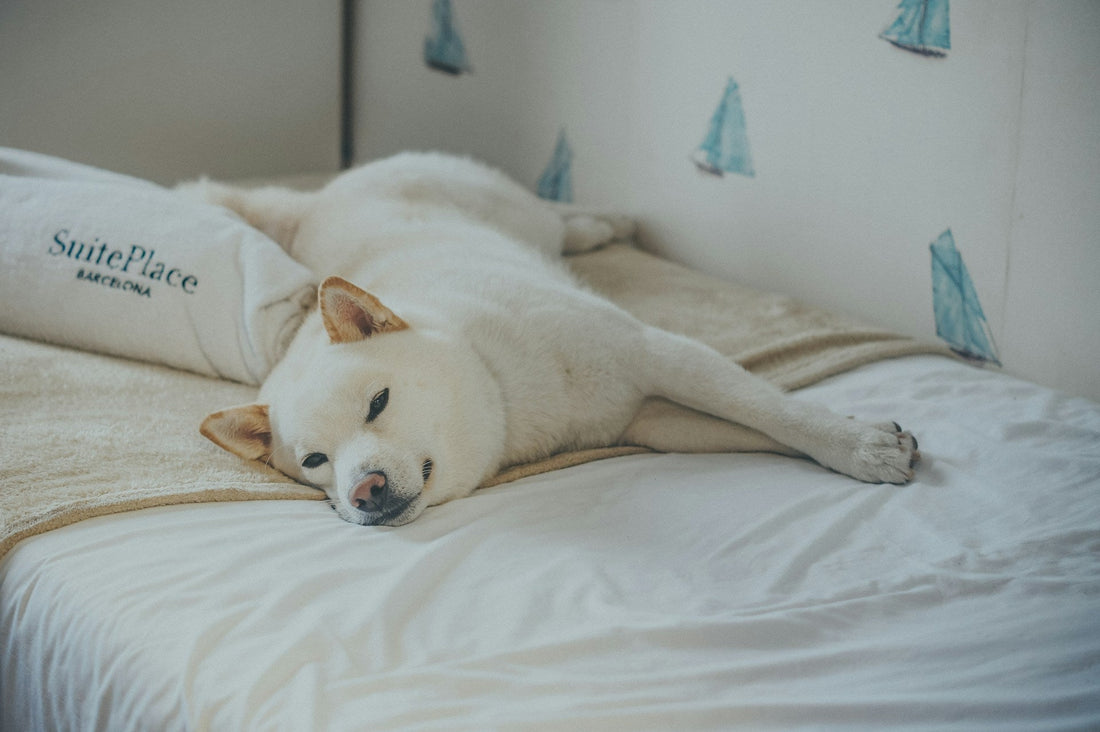 Why Do Dogs Prefer Sleeping at the End of the Bed