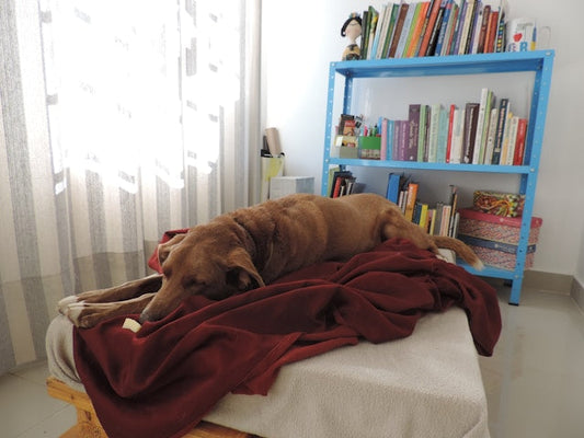Why why Do Dogs Sleep With Their Bum Facing You