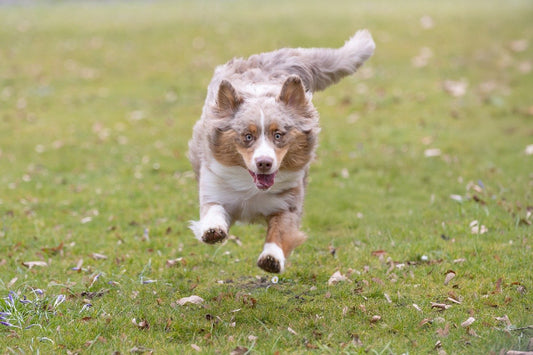 Why do dogs circle so many times before lying down