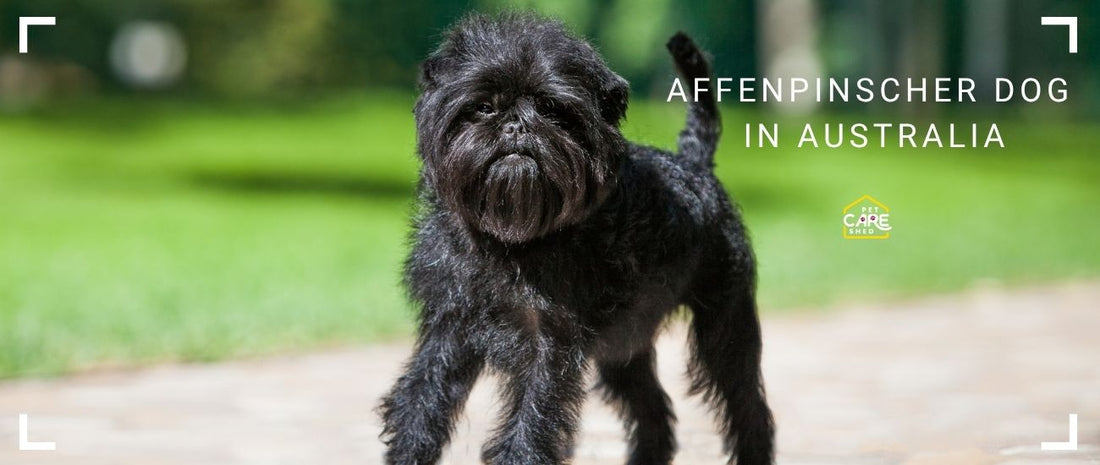 Affenpinscher Dog in Australia