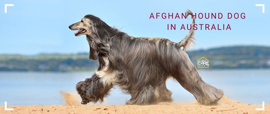 Afghan Hound in Australia