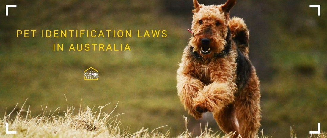 Airedale Terrier Dog in Australia