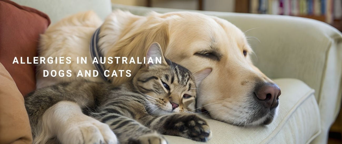 Allergies in Australian Dogs and Cats