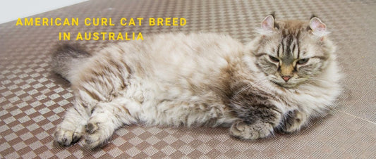 American Curl Cats: The Unique Ears and Affectionate Nature