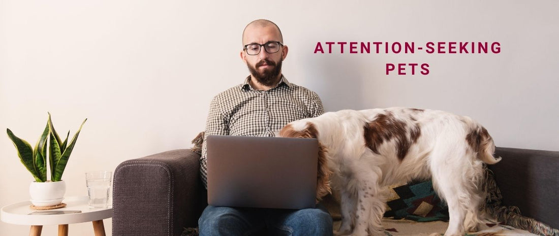 Attention-Seeking Pets