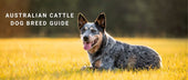 Australian Cattle Dog Breed