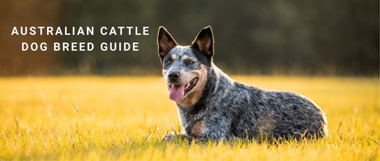 Australian Cattle Dog Breed