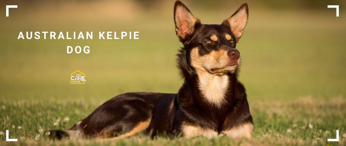 Australian Kelpie Dog