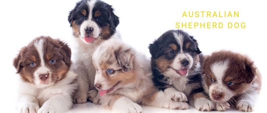 Australian Shepherd Dog