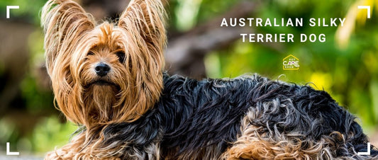 Australian Silky Terrier Breed