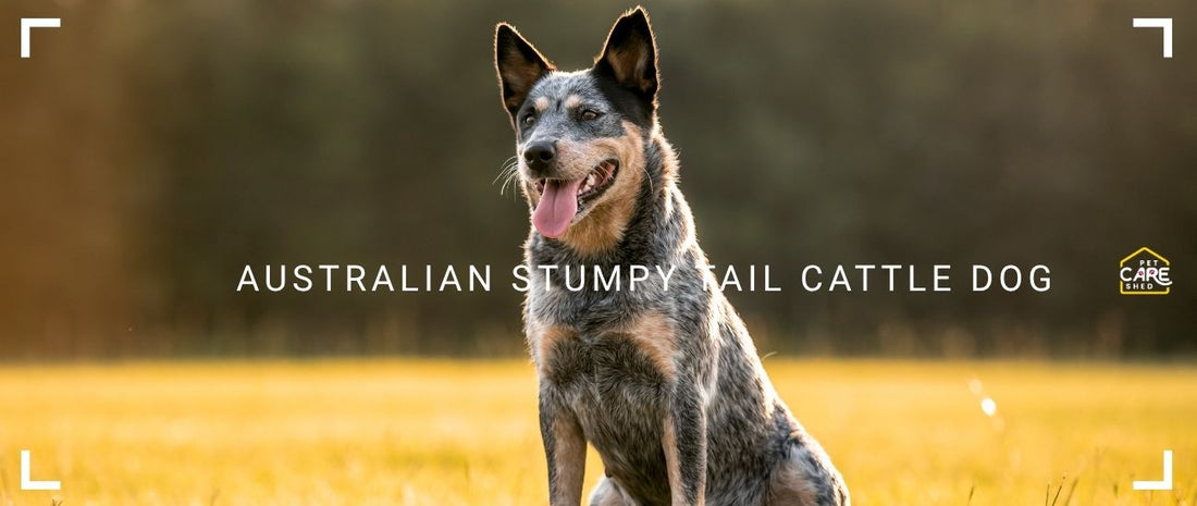 Stumpy Saurus Australian Stumpy Tail Cattle Dog Guide: Traits, Care & Owner Tips