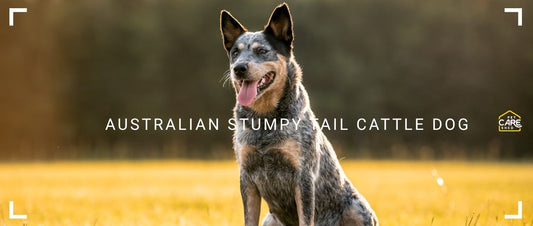 Australian Stumpy Tail Cattle Dog Guide: A True Working Dog With Loyalty to Match