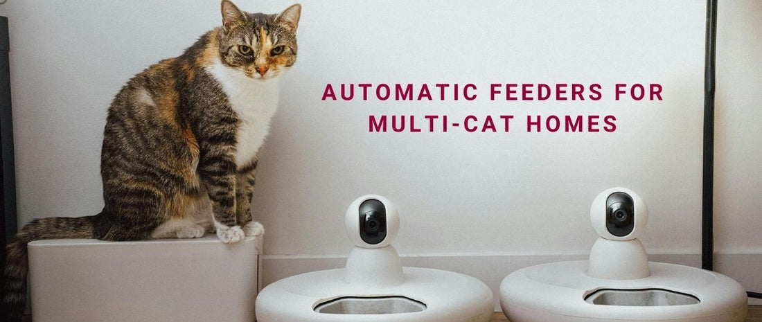 Automatic Feeders for Multi-Cat Homes