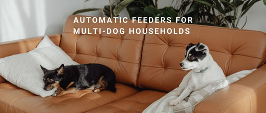 Automatic Feeders for Multi-Dog Households: Tackling Food Theft, Bullying & Fair Meals