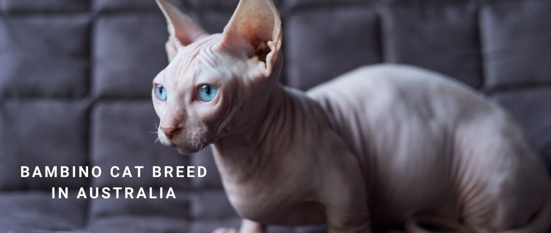 Bambino Cats in Australia