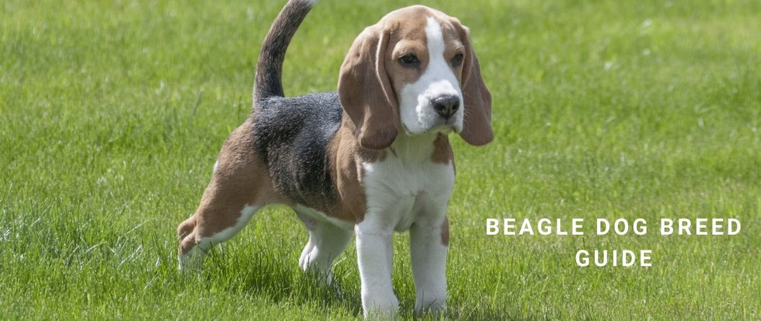 Beagle Dog Breed Guide
