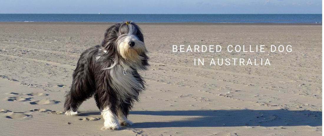 Bearded Collies in Australia