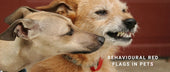 Behavioural Red Flags in Pets