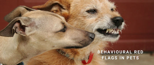 Behavioural Red Flags in Pets