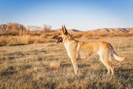 Belgian Malinois in Australia