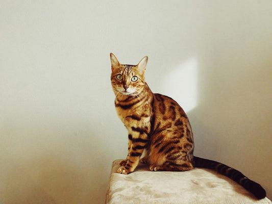Bengal cat breed