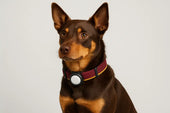 Dog wearing AirTag collar