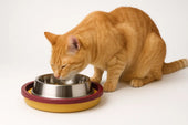 Cat with moat bowl