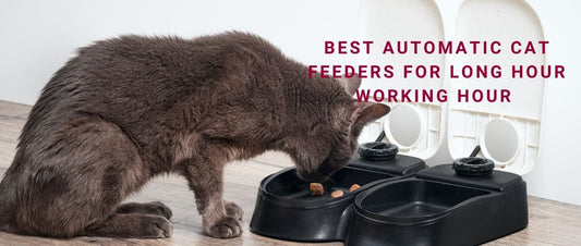 Best Automatic Cat Feeders