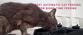Best Automatic Cat Feeders for Night-Time Feeding