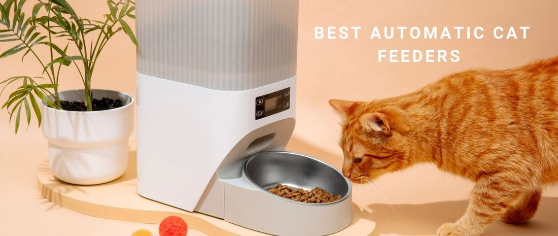 Best Automatic Cat Feeders