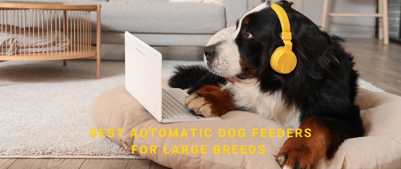 Photo inspiration: Picture Idea: Best Automatic Dog Feeders For Large Breeds