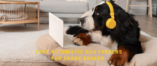 Best Automatic Dog Feeders for Large Breeds