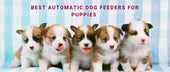 Best Automatic Dog Feeders for Puppies