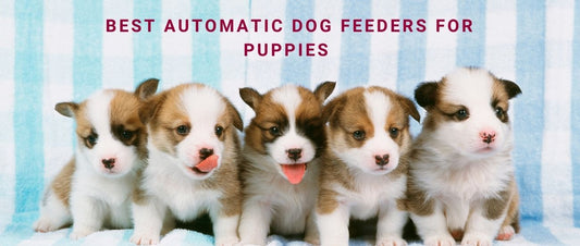 Best Automatic Dog Feeders for Puppies