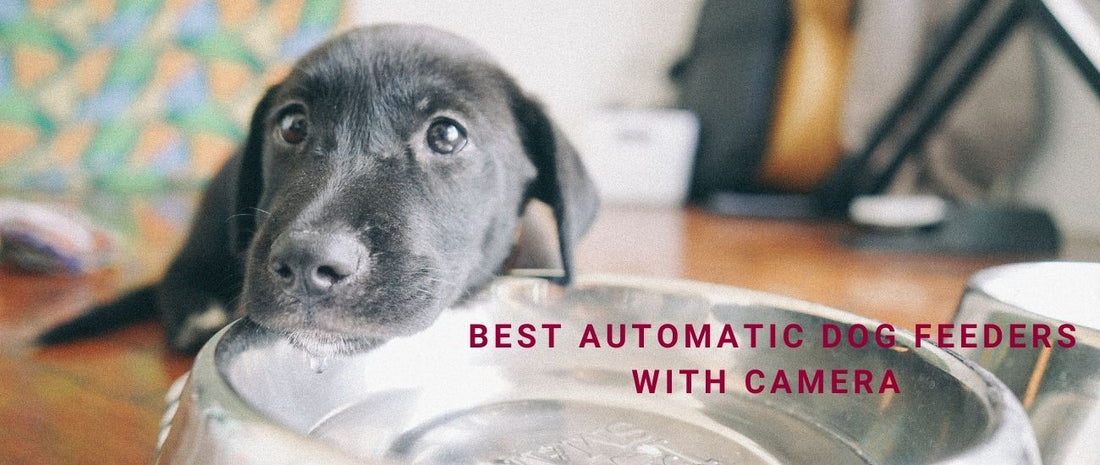 Best Automatic Dog Feeders With Camera