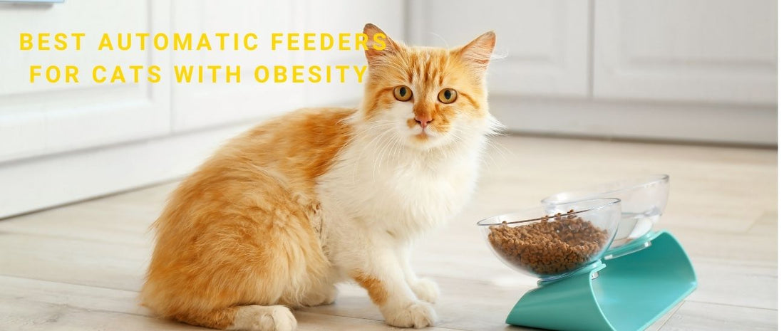 Best Automatic Feeders for Cats With Obesity: Portion-Controlled Solutions That Work