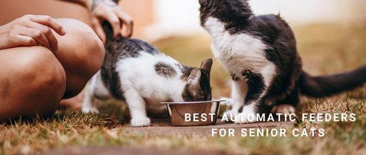 Best Automatic Feeders for Senior Cats