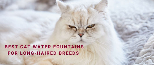 Best Cat Water Fountains for Long-Haired Breeds