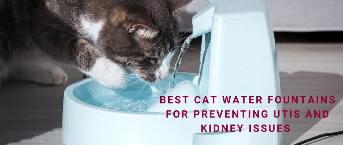 Best Cat Water Fountains for Preventing UTIs and Kidney Issues