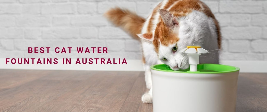 Best Cat Water Fountains in Australia