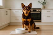Ceramic dog bowl hygiene