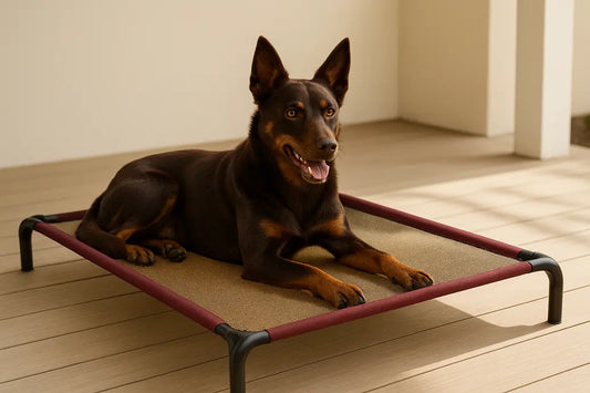 Kelpie on raised bed